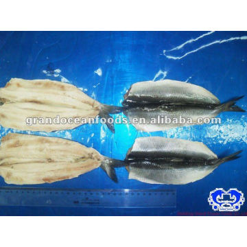 fish herring fillet IQF